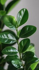 Obraz premium Close-up of glossy green leaves of indoor plant, minimalistic natural decor with copy space