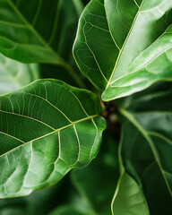 Close-up of lush green fiddle leaf fig leaves, detailed leaf veins, vibrant indoor plant