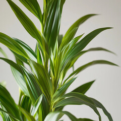 Obraz premium Close-up of green dracaena leaves, fresh and vibrant indoor plant, minimalistic background