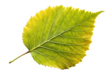 Single green leaf with serrated edge isolated on transparent background