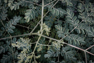 ivy on a tree
