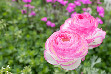 庭に咲くラナンキュラスの花
