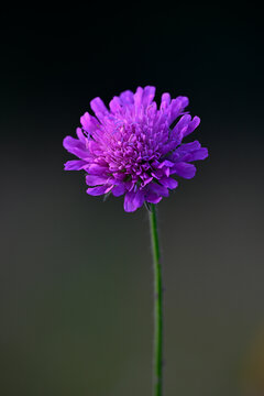 Acker-Witwenblume, Wiesenskabiose // Field scabious (Knautia arvensis)