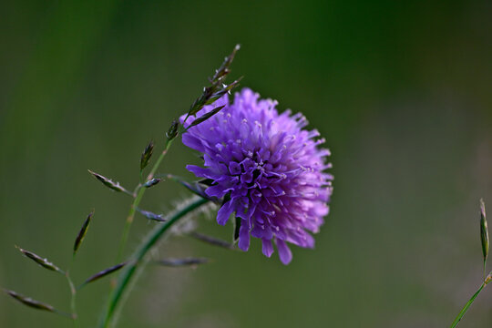 Field scabious // Acker-Witwenblume, Wiesenskabiose (Knautia arvensis)