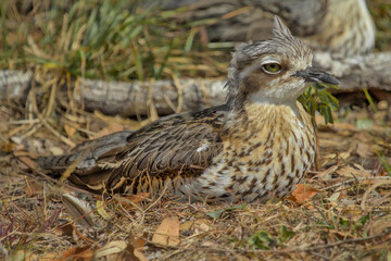 Obraz premium Bush Thick-knee (Burhinus grallarius)