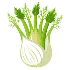Fresh organic ripe fennel vector illustration
