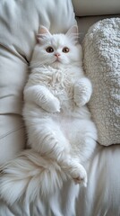 cute cat. Cat Day. Various cat. International Cat Day