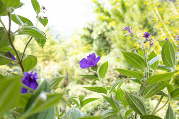 シコンノボタン（紫紺野牡丹）