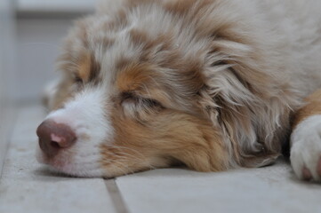 dog sleeping on the floor Australian shepherd puppy red merle