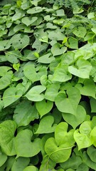 green leave, heart shaped green leaves, green leaves background.