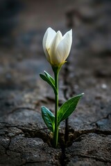 Obraz premium A single bloom growing defiantly from the concrete, a powerful reminder of nature's perseverance