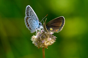 Obraz premium Argus-Bläuling, Geißklee-Bläuling // Silver-studded blue (Plebejus argus)