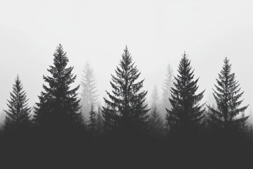 Obraz premium A serene landscape featuring tall trees in a foggy atmosphere, evoking a sense of tranquility and nature's beauty.