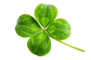 Four leaf clover isolated on transparent background