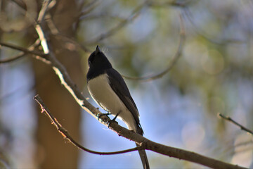 Leaden Flycatcher
(Myiagra rubecula)