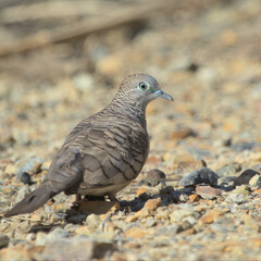 Peaceful Dove
(Geopelia placida)