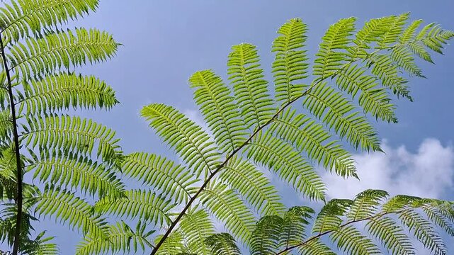 Fern leaves of Cibotium barometz against blue sky