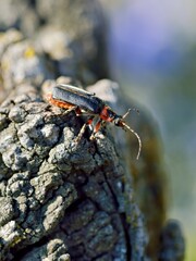 A close-up of a beetle on textured bark, showcasing nature's intricate details.