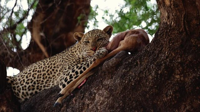 young male leopard feeding on an impala