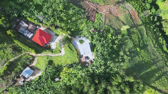 Aerial footage reveals a serene african village amidst lush greenery, Uganda