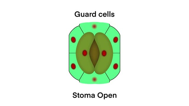 leaf stomata diagram
