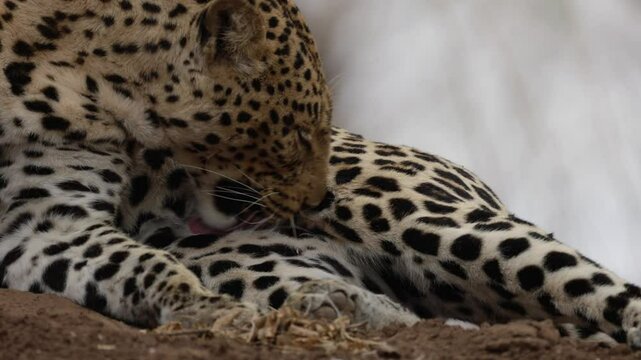 Female leopard licking herself clean.