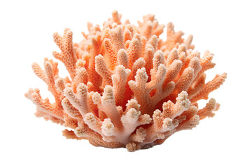Pink coral reef close-up isolated on transparent background