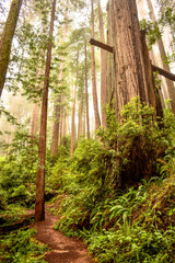 Hiking trail in Redwoods National Park, California