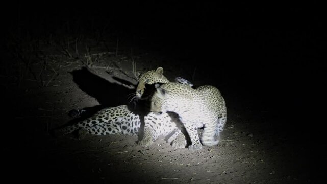  mating pair of leopards at night.