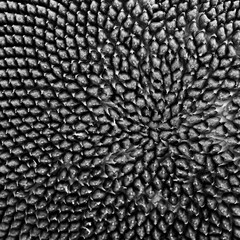 sunflower background seeds