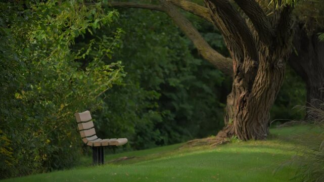Peaceful park scene with an empty park bench as the trees and leaves across the fields. 