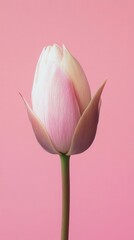 Fototapeta premium Flower bud minimalist photography with pastel colours for smartphone wallpaper
