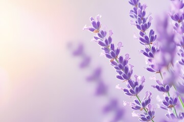 Naklejka premium Lavender Flowers Against Soft Background