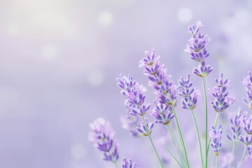 Naklejka premium Lavender Flowers in Soft Purple Background