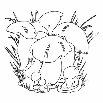 recommend clip art: Penny Bun Mushrooms Illustration. Suitable for coloring book and other uses. Black Outline. Edible mushrooms Boletus Edulis