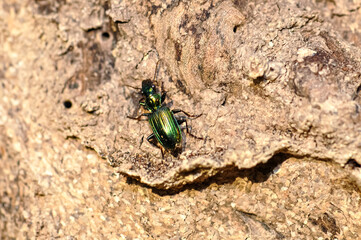 Macro photo of green beetle Poecilus