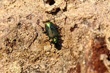 Macro photo of green beetle Poecilus