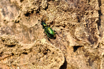 Macro photo of green beetle Poecilus