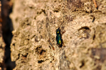 Macro photo of green beetle Poecilus
