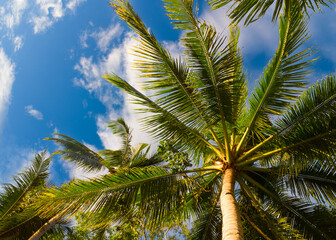 coconut trees against blue sky, tropical landscape