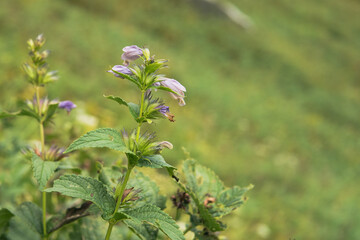 高山植物／ミソガワソウ（Nepeta subsessilis）／紫色のシソ科の花【千畳敷カール】日本長野県・9月