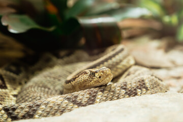 Rattlesnake Resting on Rocks