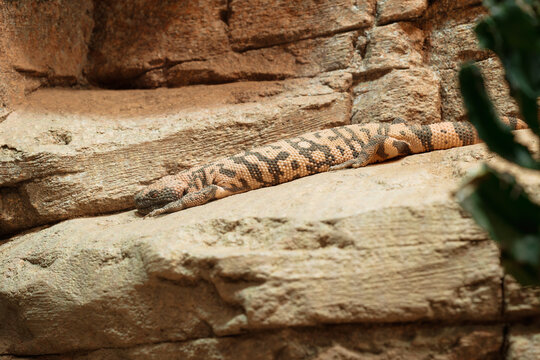 Gila Monster Resting on Rocks