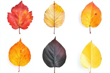 Obraz premium Set of 6 autumn tree leaves isolated in white background