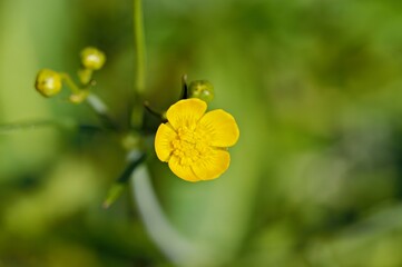 A close-up of a bright yellow flower against a blurred green background.