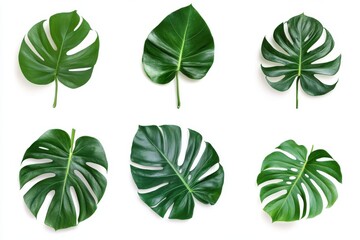 Set of 6 Monstera leaves isolated on white background
