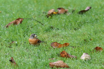 brambling