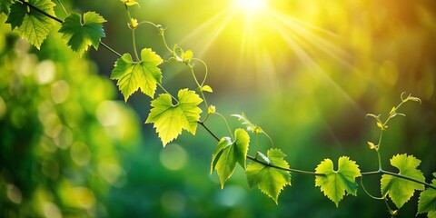 Obraz premium Delicate green leaves unfurl along a wispy vine, their stems dancing towards the radiant light that diffuses into