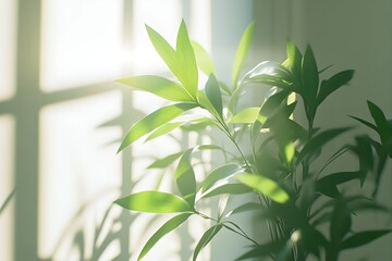 A light gray room with pots of small green plants bathed in soft sunlight coming through the window.