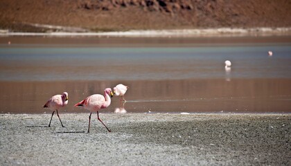 A serene scene of flamingos wading through shallow waters in a natural landscape.